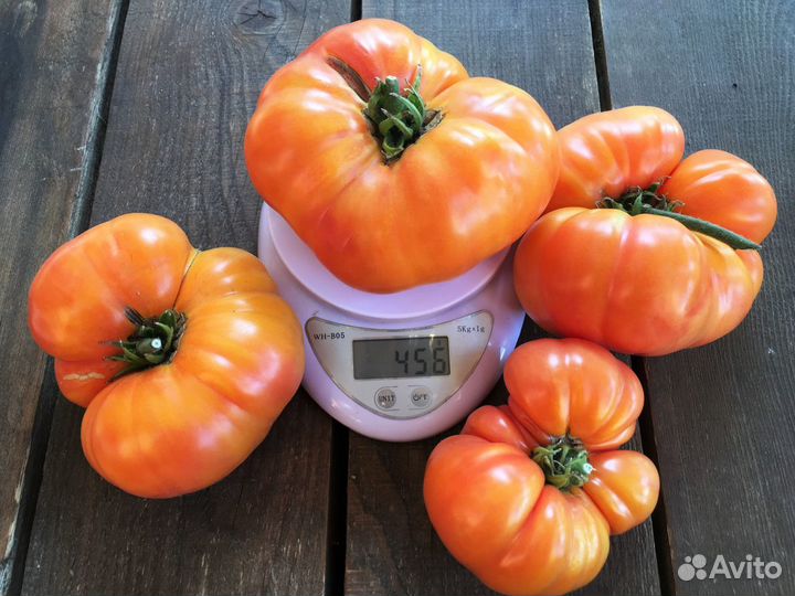 Семена томатов из проекта 