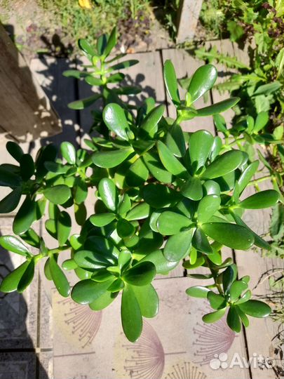 Крассула, Толстянка или Денежное дерево