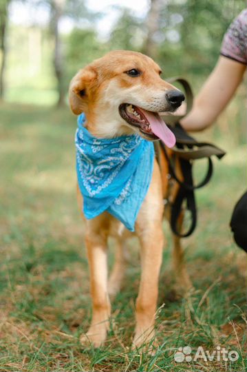 Весёлый щенок Крекер