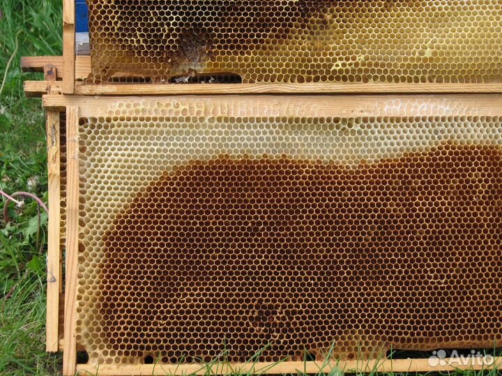 Сушь для пчёл