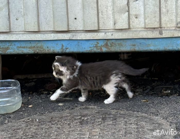 Котята ищут дом