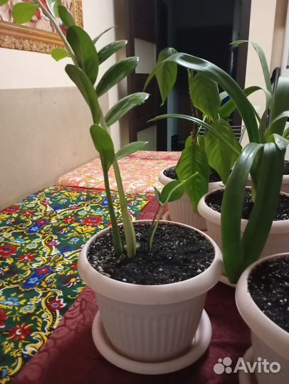 Комнатные цветы