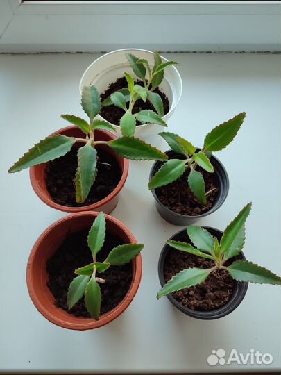 Каланхоэ лечебное