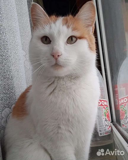 Кошка в дар