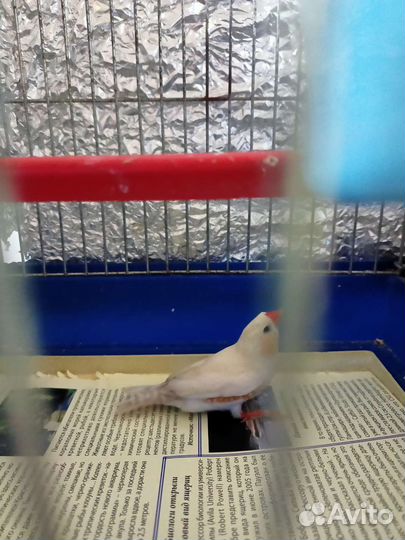 Зебровые амадины