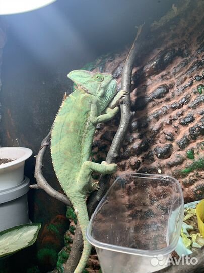 Хамелеон с террариумом