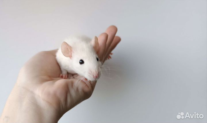 Крысята (Дамбо, хаски, сиамские, рексы)