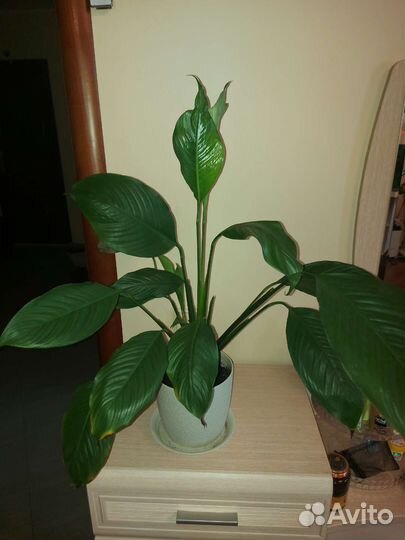 Спатифиллум