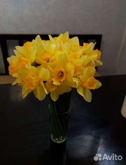 Нарцисс махровый