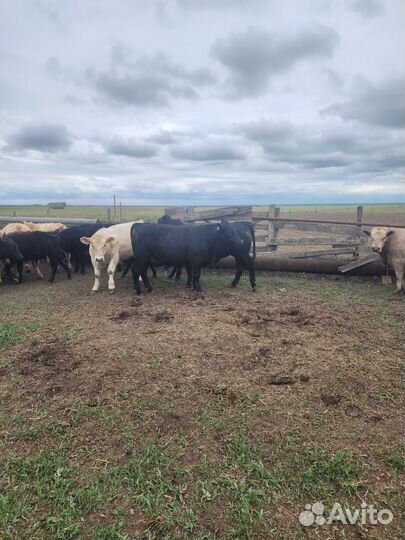 Абердин ангус бычки на племя