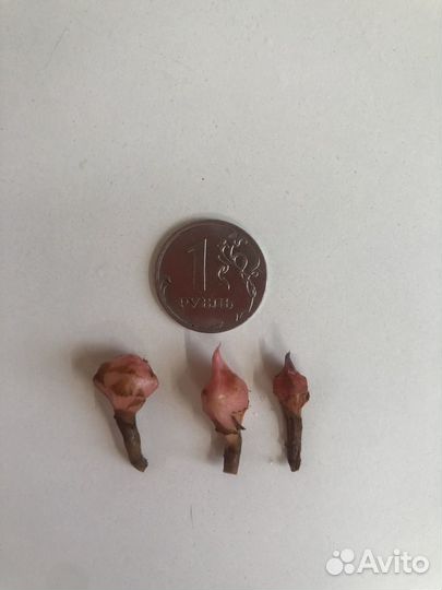 Алоказия пинк драгон,регал шилдс,инферналис и др