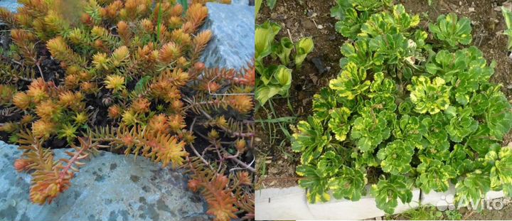 Почвопокровные растения