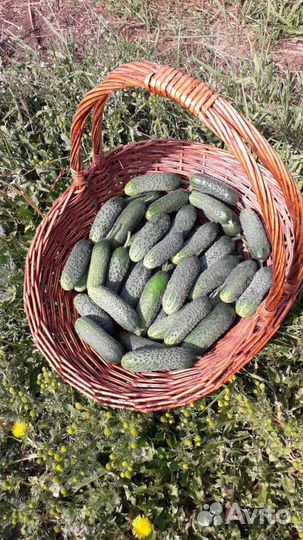 Огурцы свежие, Клубника