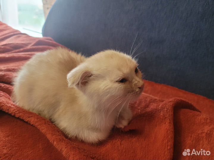 Котята в добрые руки бесплатно