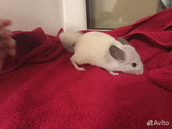 Шиншилла, девочка, окрас белый Вильсон/Эбони