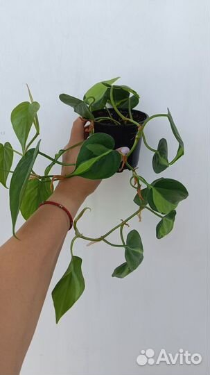 Калатея бьюти стар