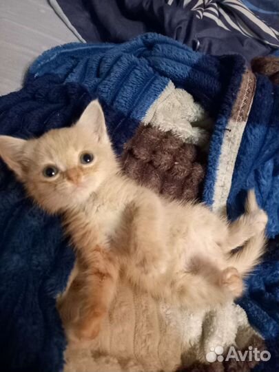 Кошка в дар бесплатно