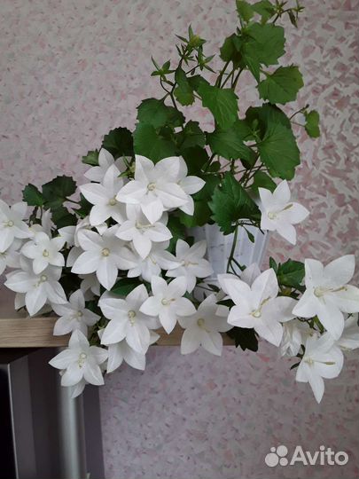 Паслён,кампанула