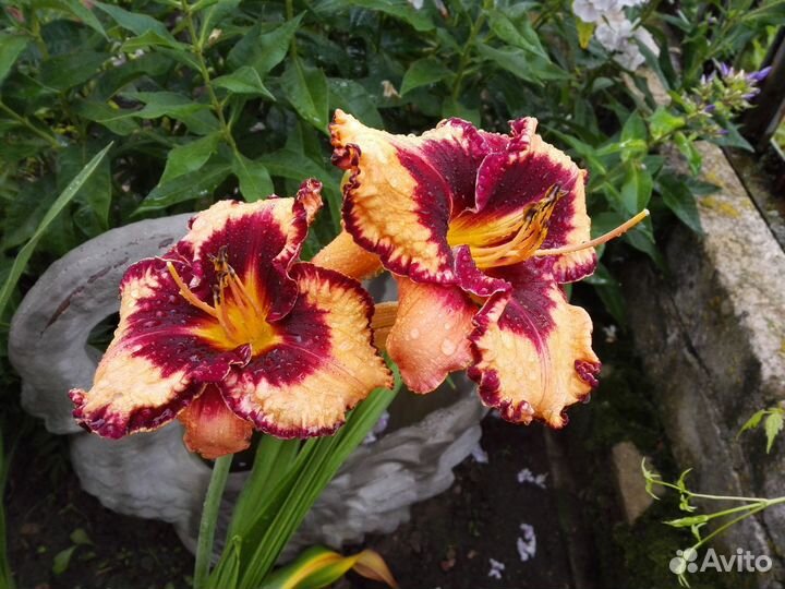 Сортовые лилейники