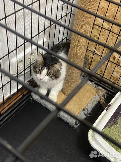 Кошка ищет любящую семью