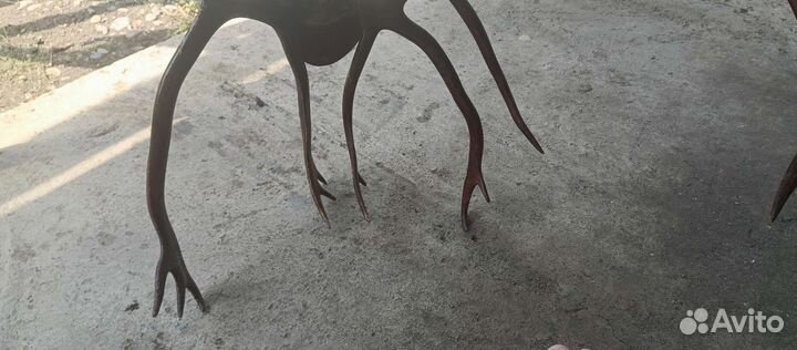 Продам рога оленя