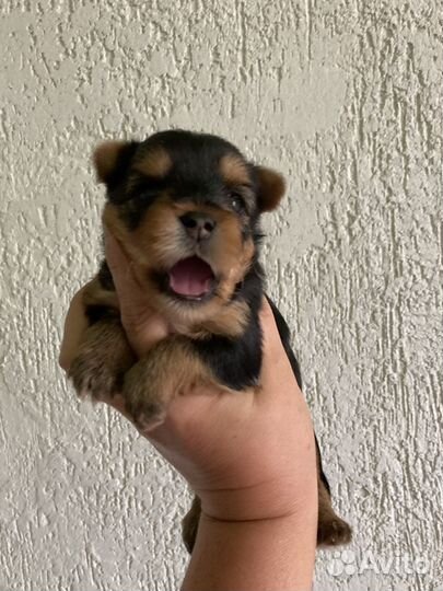 Йоркширский терьер