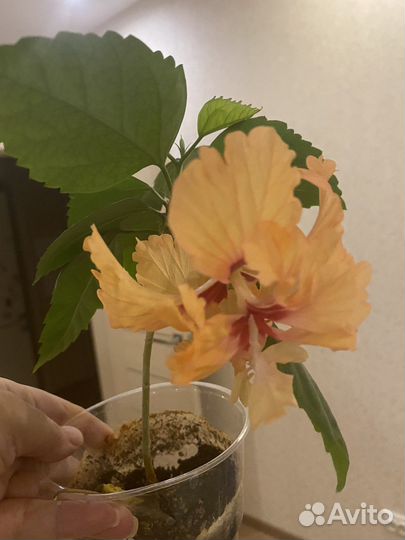 Гибискус Tequla Sunrise Расвет с текилой