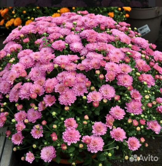 Мультифлора, саженец