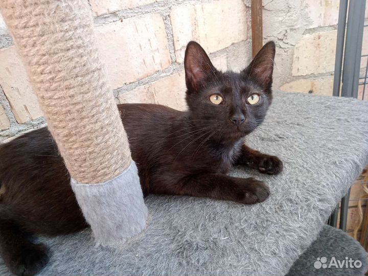 Котик 5 месяца