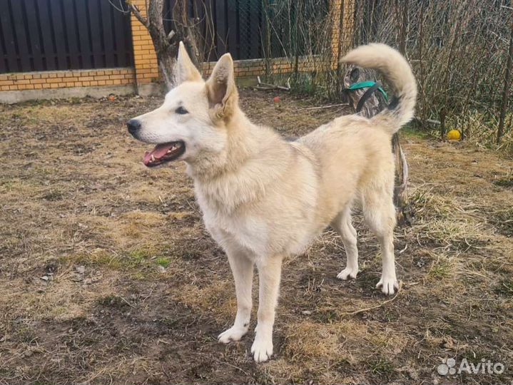 Собаки бесплатно в добрые руки