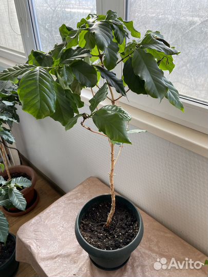 Кофейное дерево