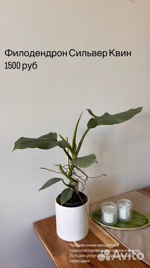 Комнатные растения: хамедорея, сансевиерия