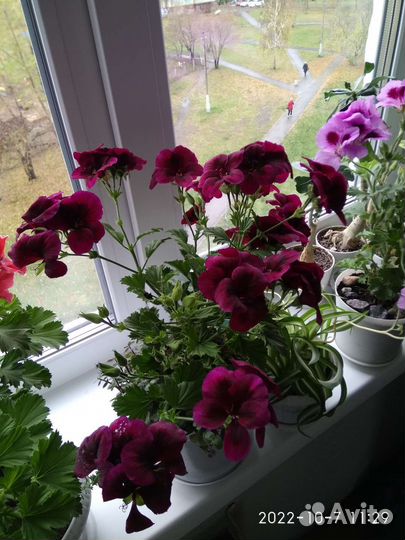 Королевская пеларгония, герань