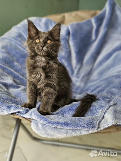 Котята мейн-кун