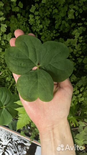 Огромный волшебный клевер