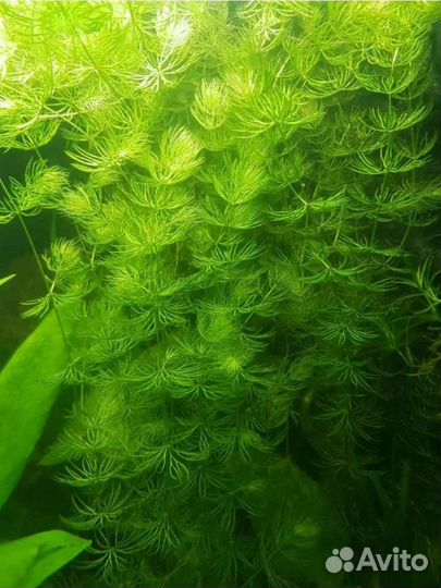 Аквариумное растение