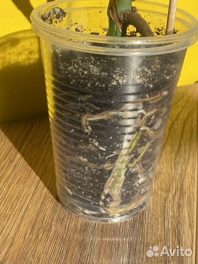 Монстера альба