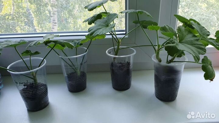 Пеларгония герань сортовая