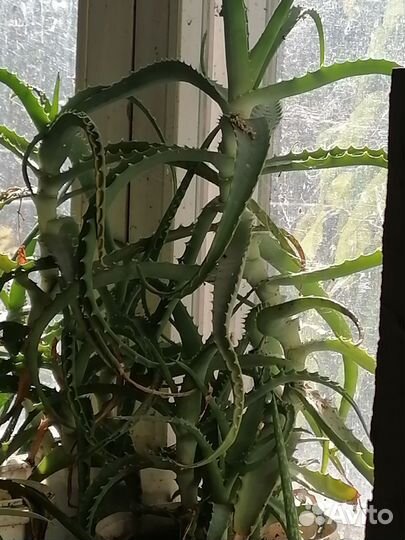 Лечебные комнатные растения