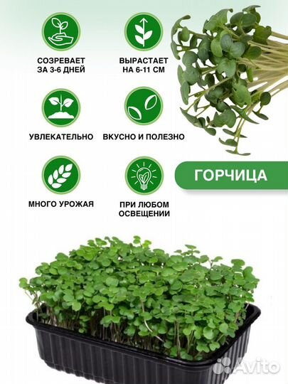 Набор для выращивания микрозелени