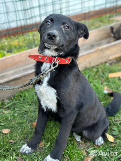 Щенок в добрые руки