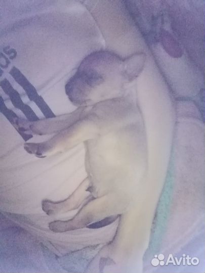 Собака щенок мини той терьер