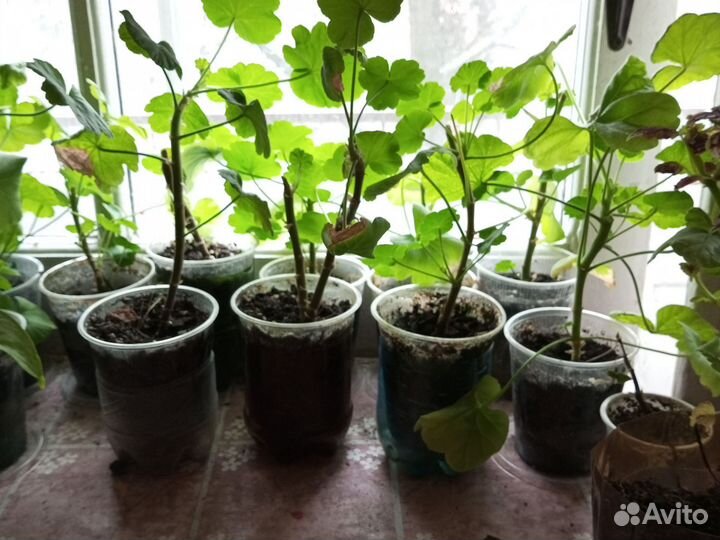 Черенки пеларгонии (герани) белорозовые цветы