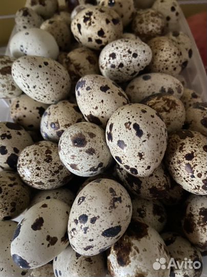 Яйца перепелиные, Инкубационное яйцо перепелов