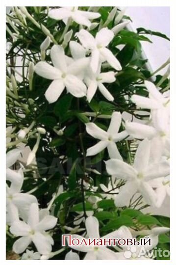 Жасмины ароматные комнатные