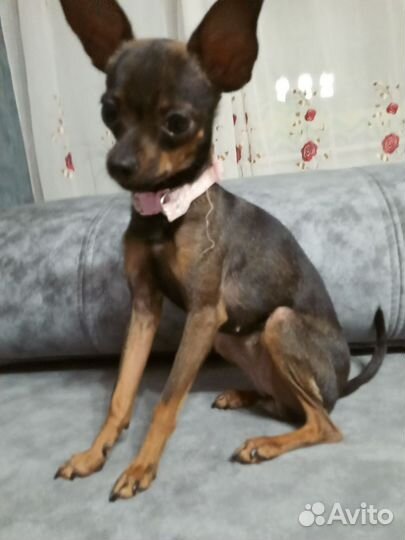 Вязка девочки собак русский той терьер