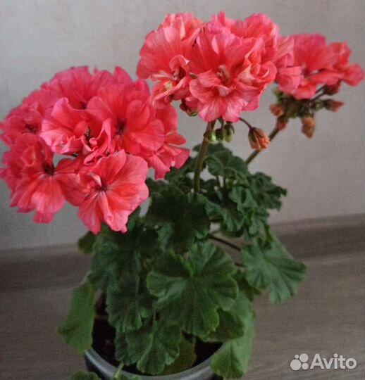 Пеларгония герань Срезы