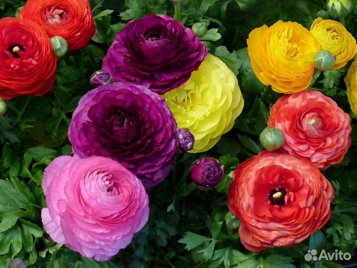 Луковицы Лютика