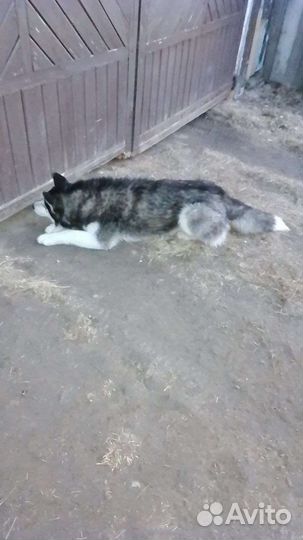 Потерялась хаски