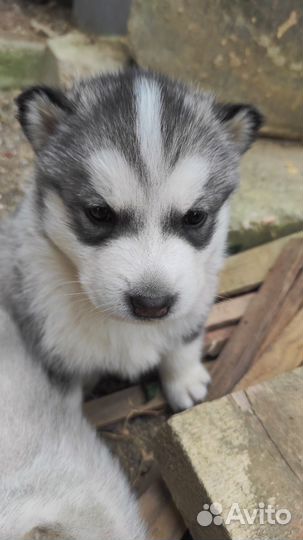 Щенки Лайки